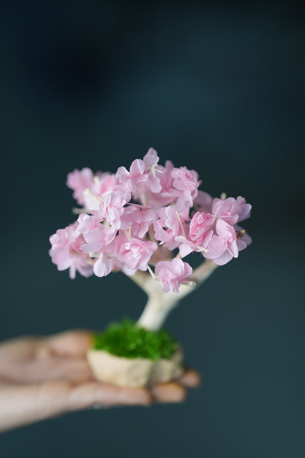 A Small Tree in the East - Sakura - Classics (Preserved Plants)