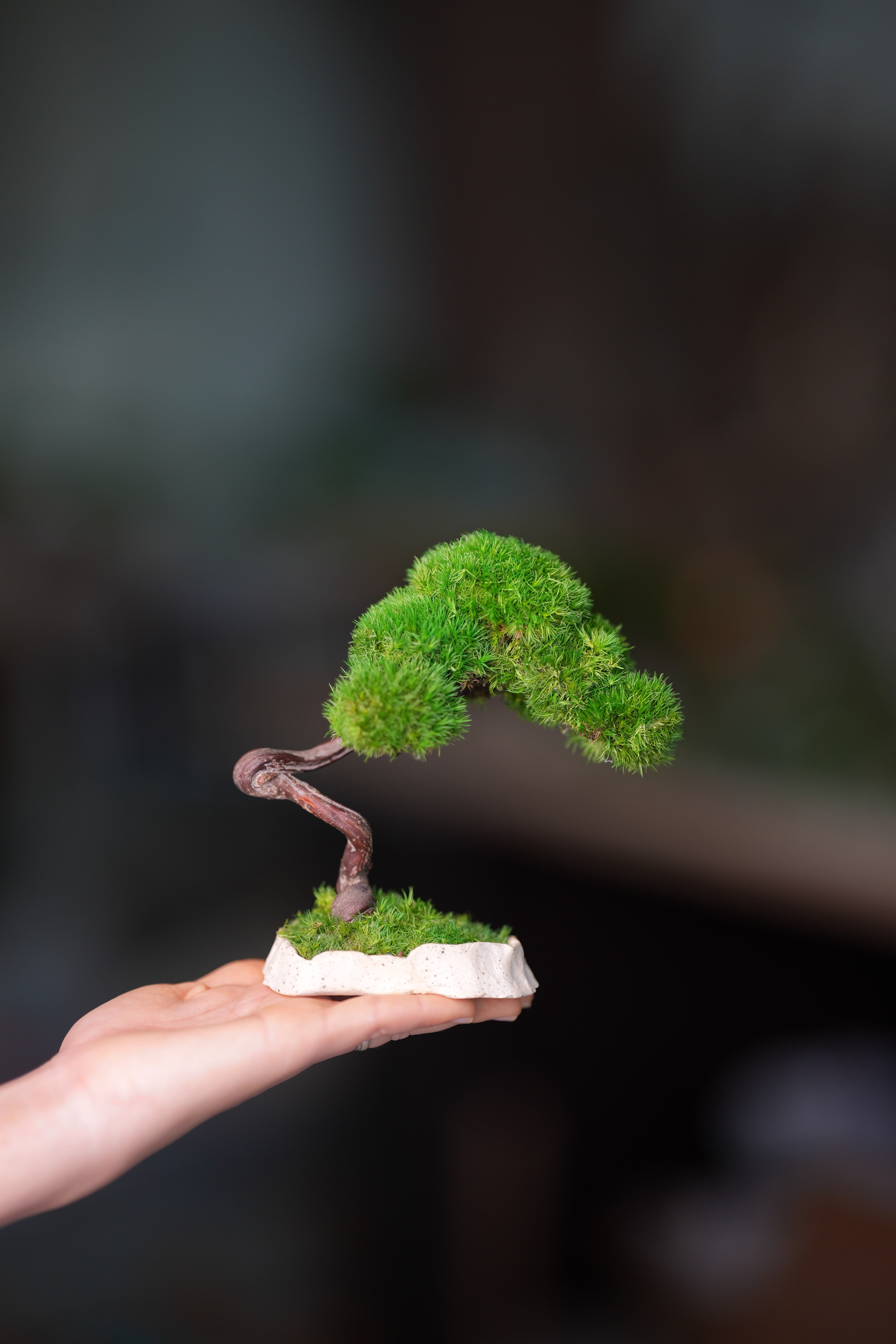 A Small Tree in the East - Classics (Preserved Plants)