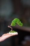 A Small Tree in the East - Classics (Preserved Plants)