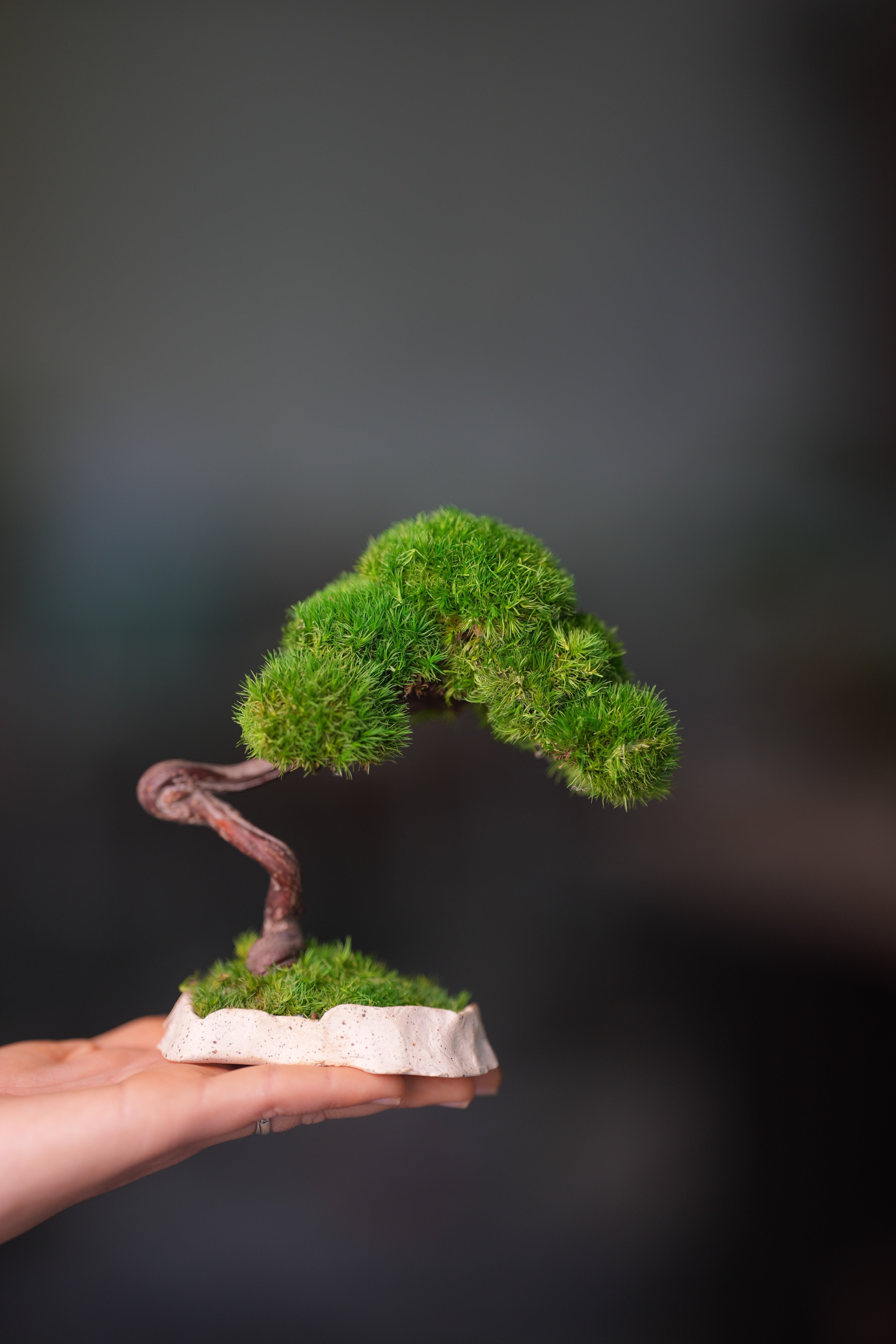 A Small Tree in the East - Classics (Preserved Plants)