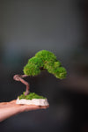A Small Tree in the East - Classics (Preserved Plants)