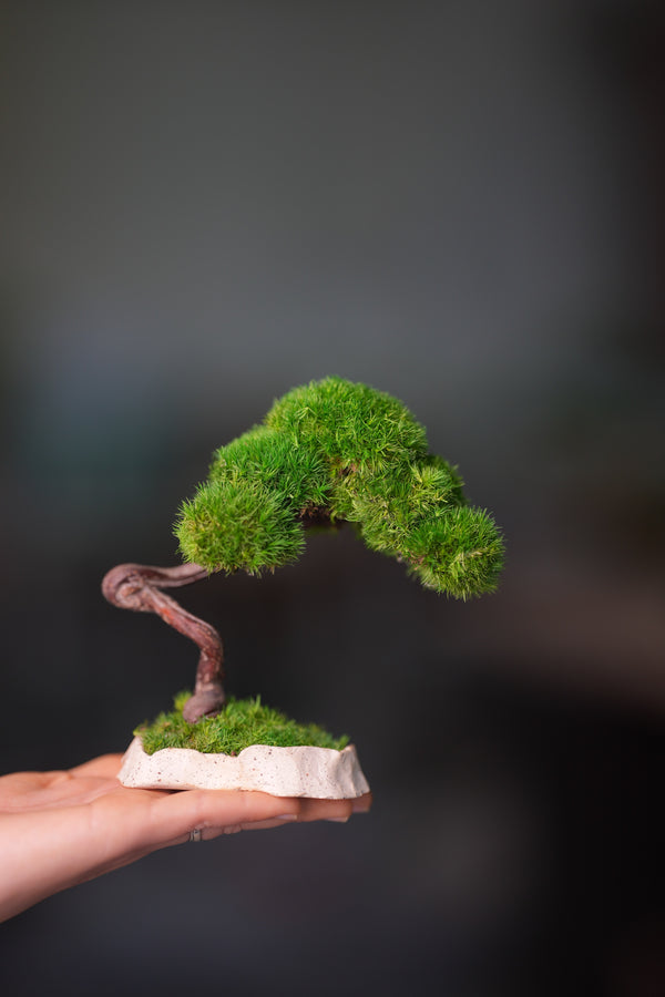 A Small Tree in the East - Classics (Preserved Plants)