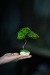 A Small Tree in the East - Classics (Preserved Plants)