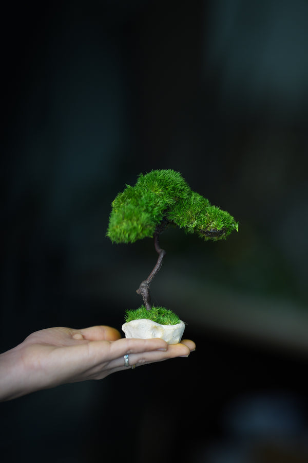 A Small Tree in the East - Classics (Preserved Plants)