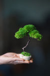 A Small Tree in the East - Classics (Preserved Plants)