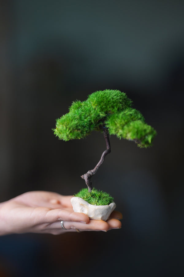 A Small Tree in the East - Classics (Preserved Plants)