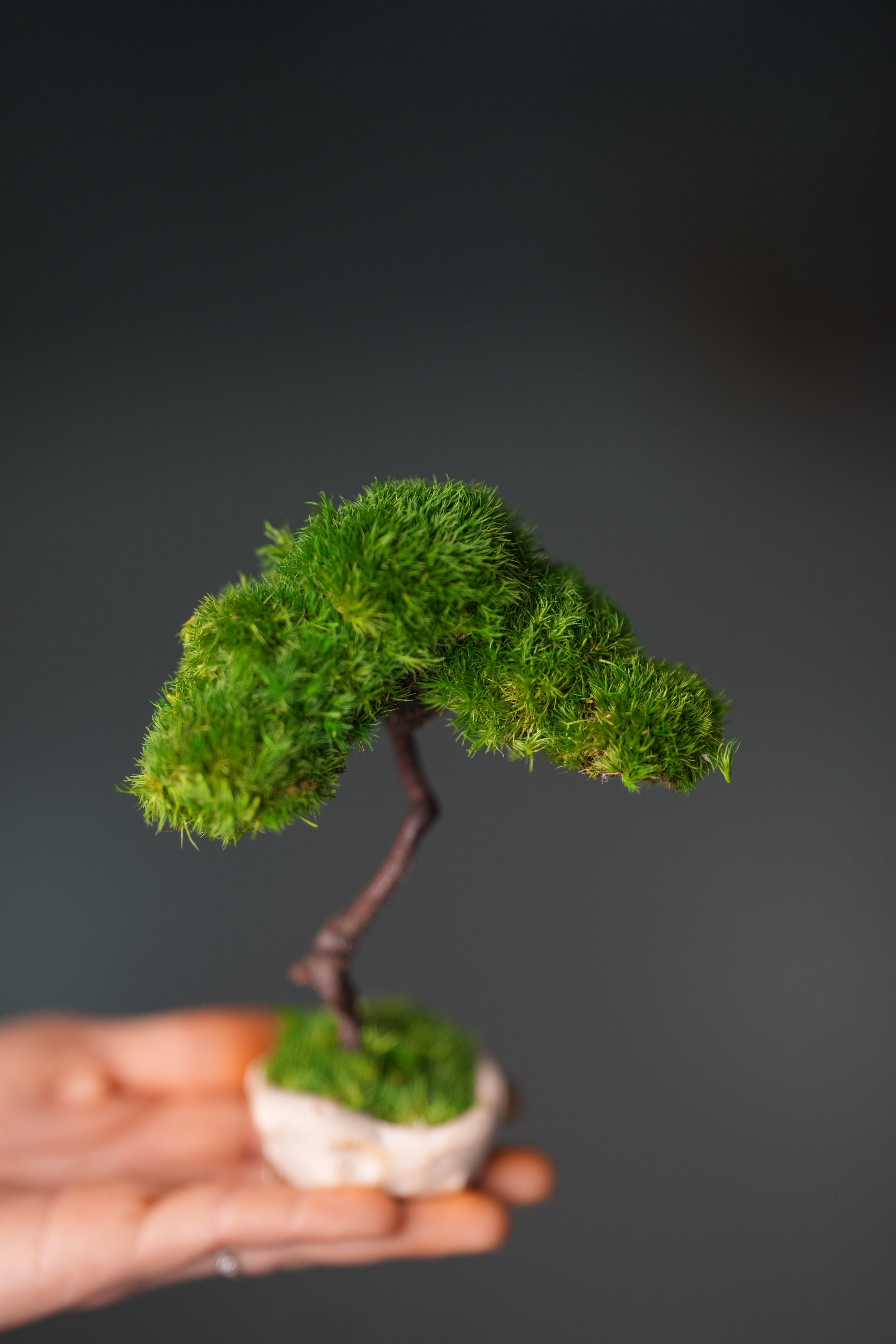 A Small Tree in the East - Classics (Preserved Plants)