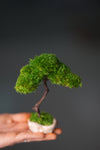 A Small Tree in the East - Classics (Preserved Plants)