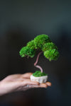 A Small Tree in the East - Classics (Preserved Plants)