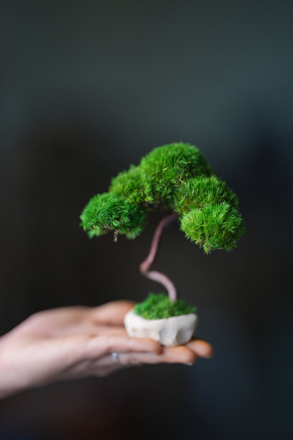 A Small Tree in the East - Classics (Preserved Plants)