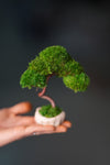 A Small Tree in the East - Classics (Preserved Plants)