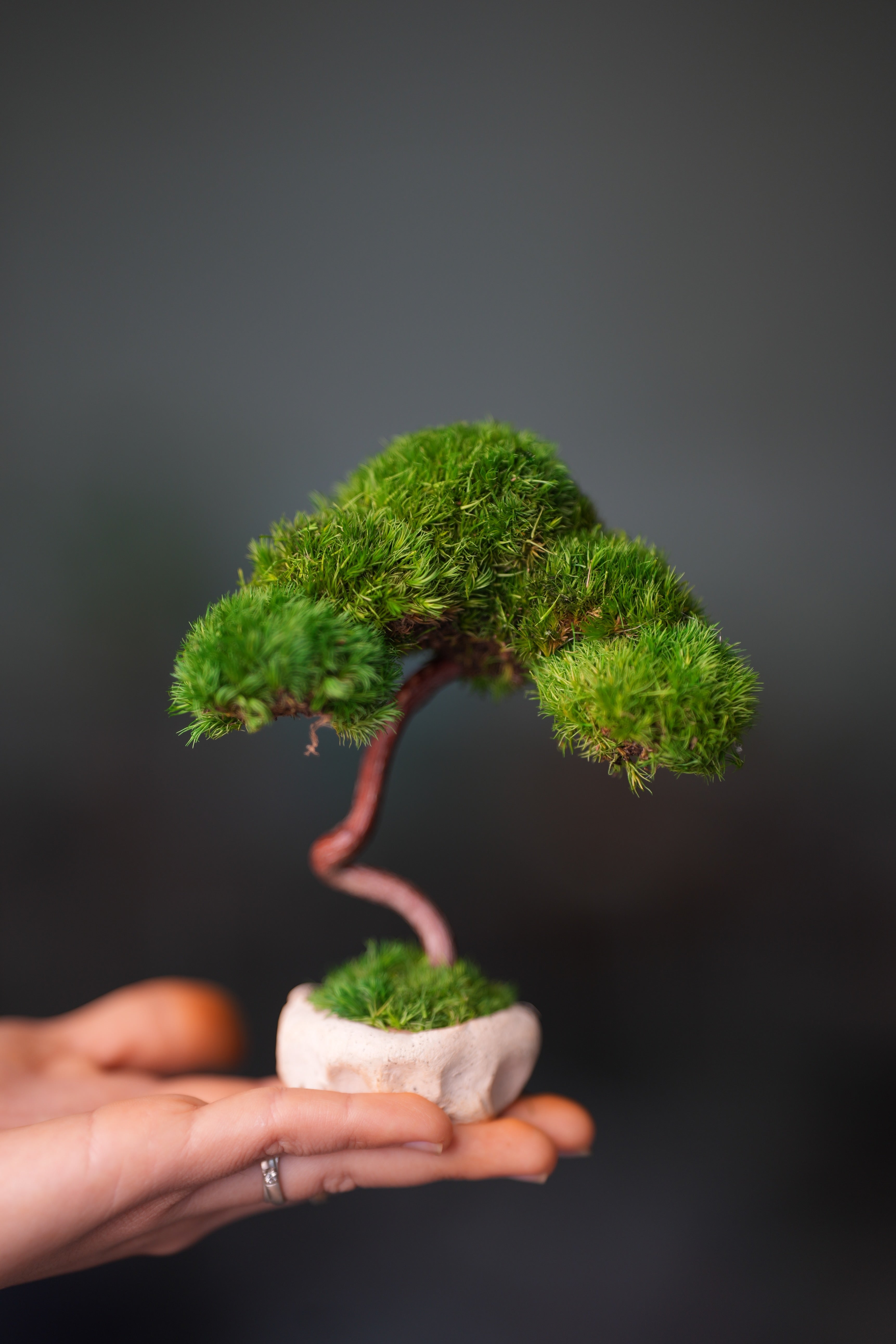 A Small Tree in the East - Classics (Preserved Plants)