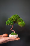 A Small Tree in the East - Classics (Preserved Plants)