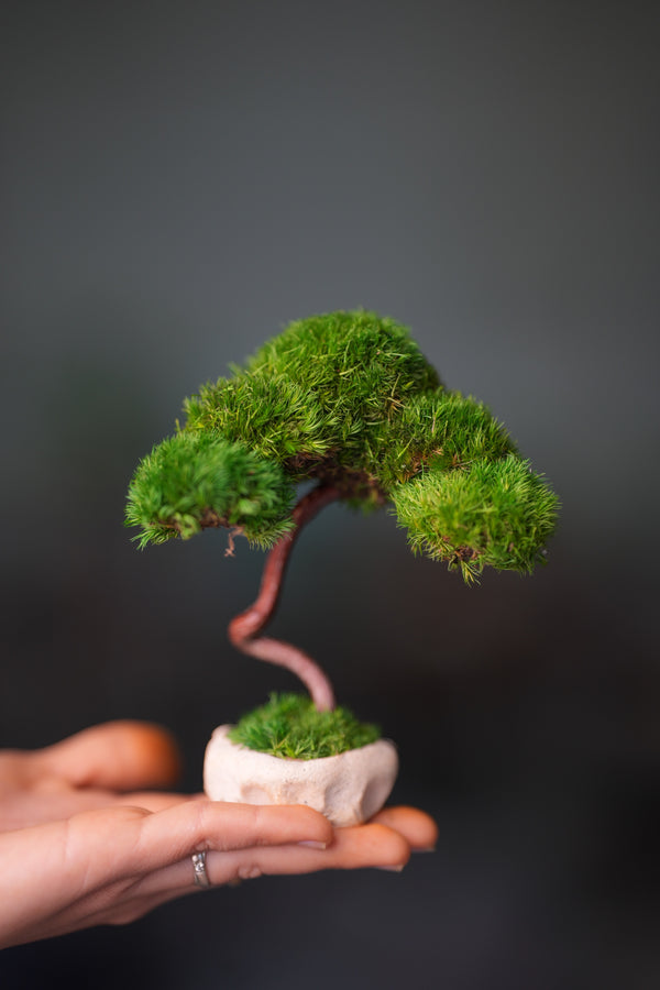 A Small Tree in the East - Classics (Preserved Plants)