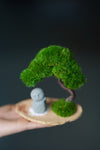 A Small Tree in the East - Classic - Journeyman (Preserved Plants)