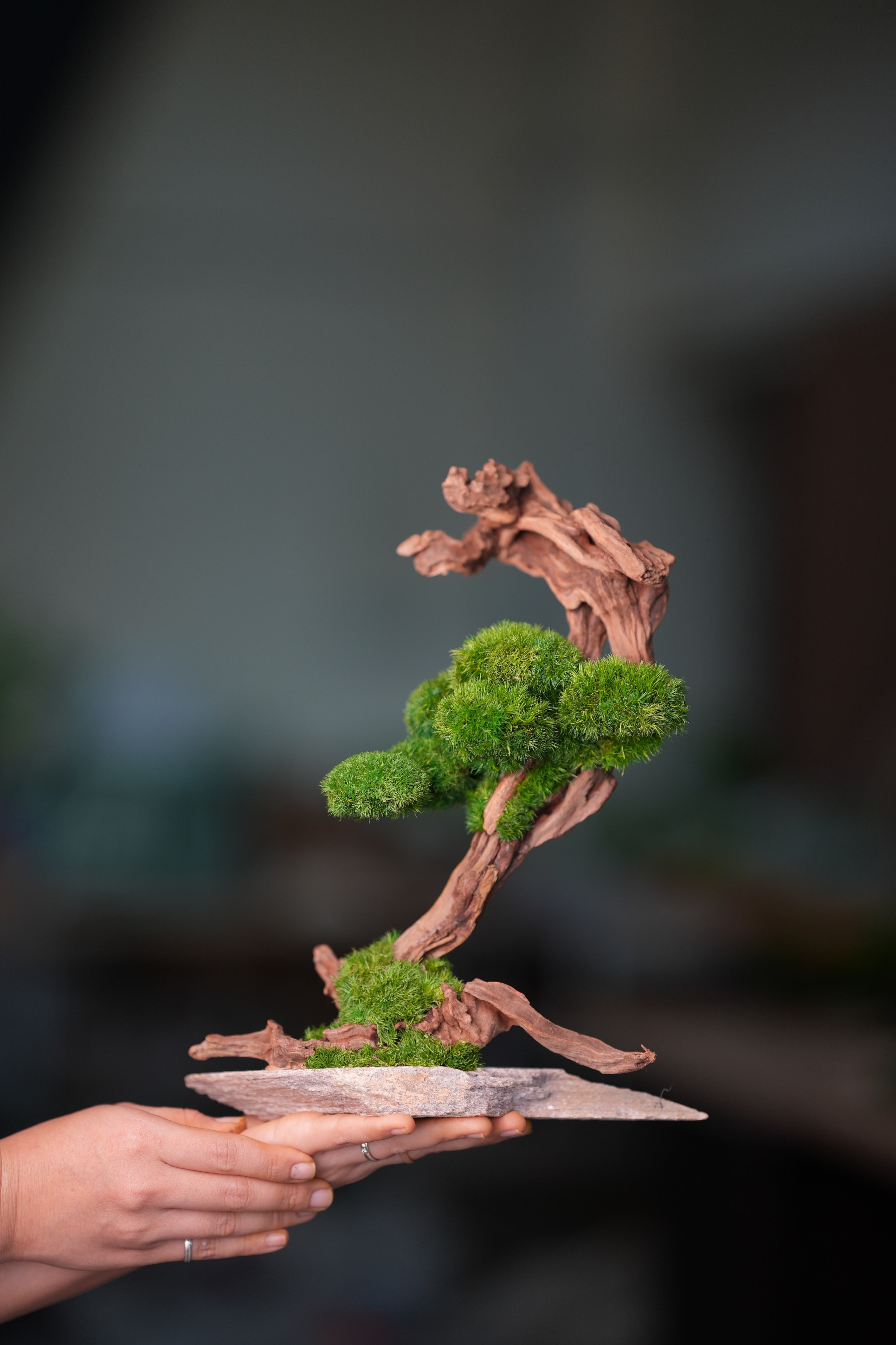 Greenwood - Stride & Pride (Preserved Plants)