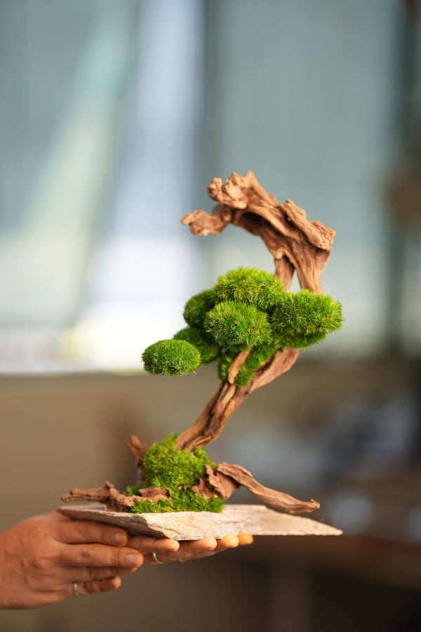 Greenwood - Stride & Pride (Preserved Plants)