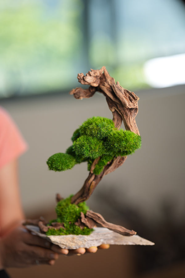 Greenwood - Stride & Pride (Preserved Plants)