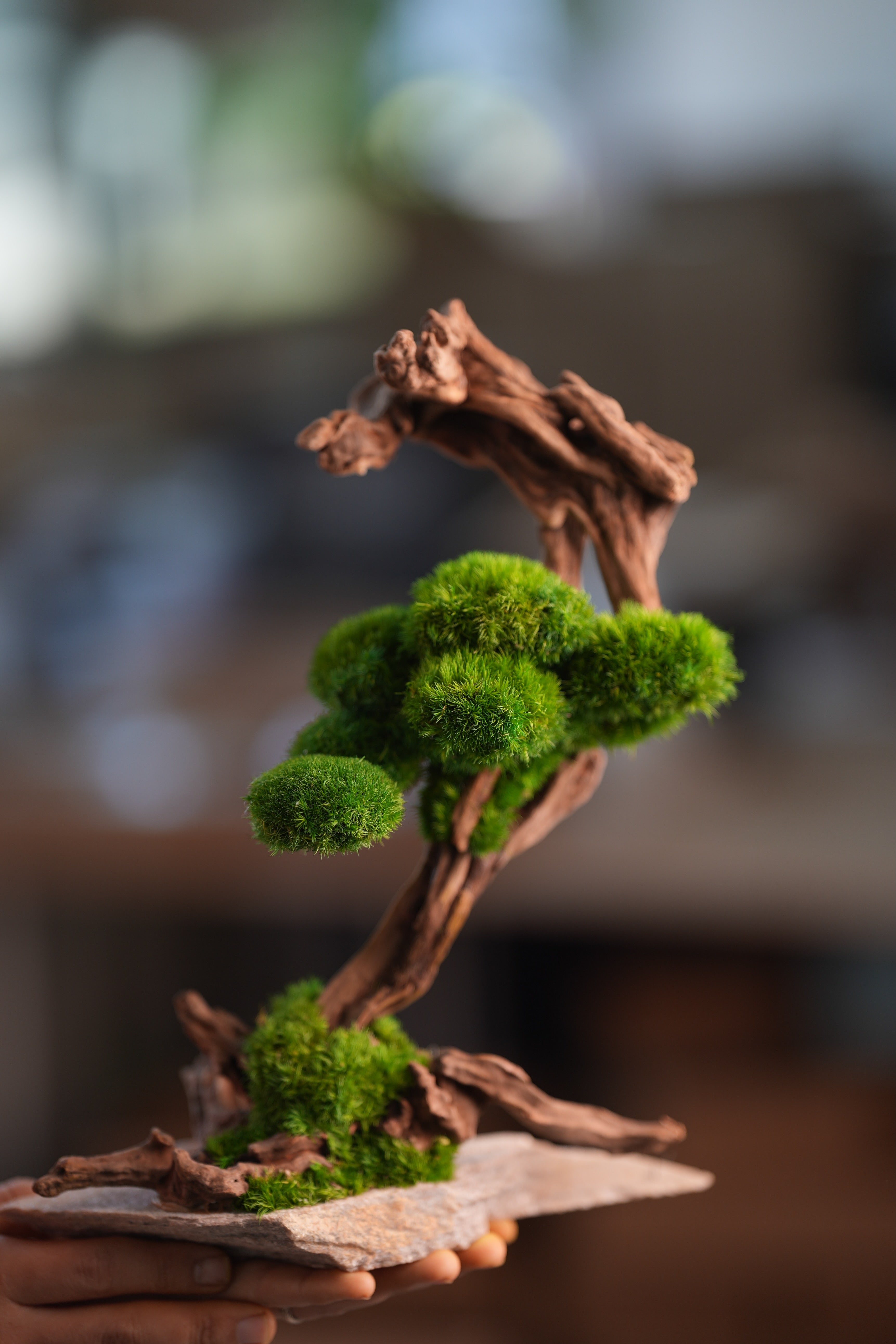 Greenwood - Stride & Pride (Preserved Plants)