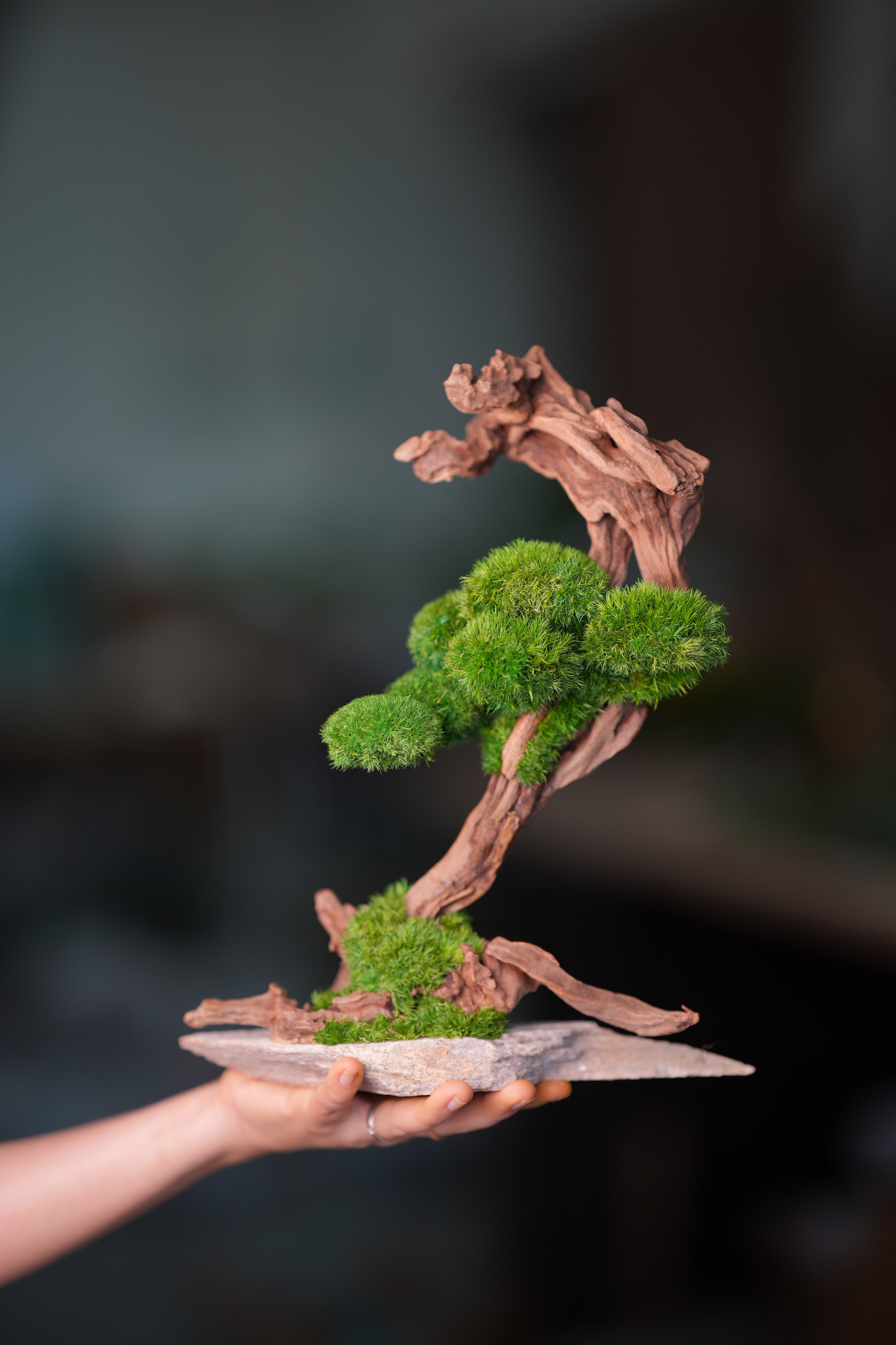 Greenwood - Stride & Pride (Preserved Plants)