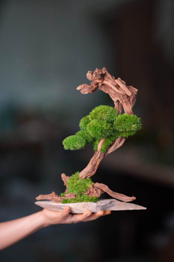 Greenwood - Stride & Pride (Preserved Plants)