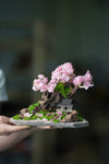 Blackwood Cliff - A Path in the East - Sakura of Spring (Preserved Plants)