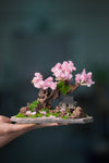 Blackwood Cliff - A Path in the East - Sakura of Spring (Preserved Plants)