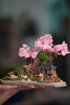 Blackwood Cliff - A Path in the East - Sakura of Spring (Preserved Plants)