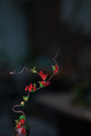 Children of the Forest - The Journey edition (Preserved Plants)