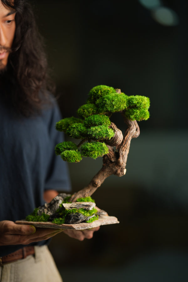 Lone Pine - Rosewood (Preserved Plants)