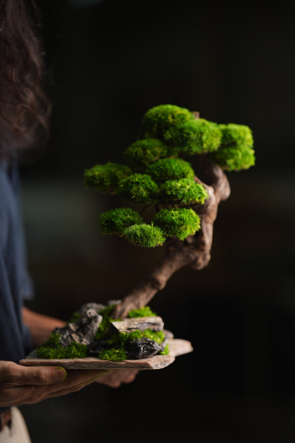 Lone Pine - Rosewood (Preserved Plants)