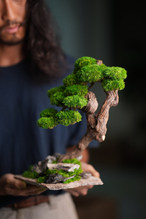 Lone Pine - Rosewood (Preserved Plants)