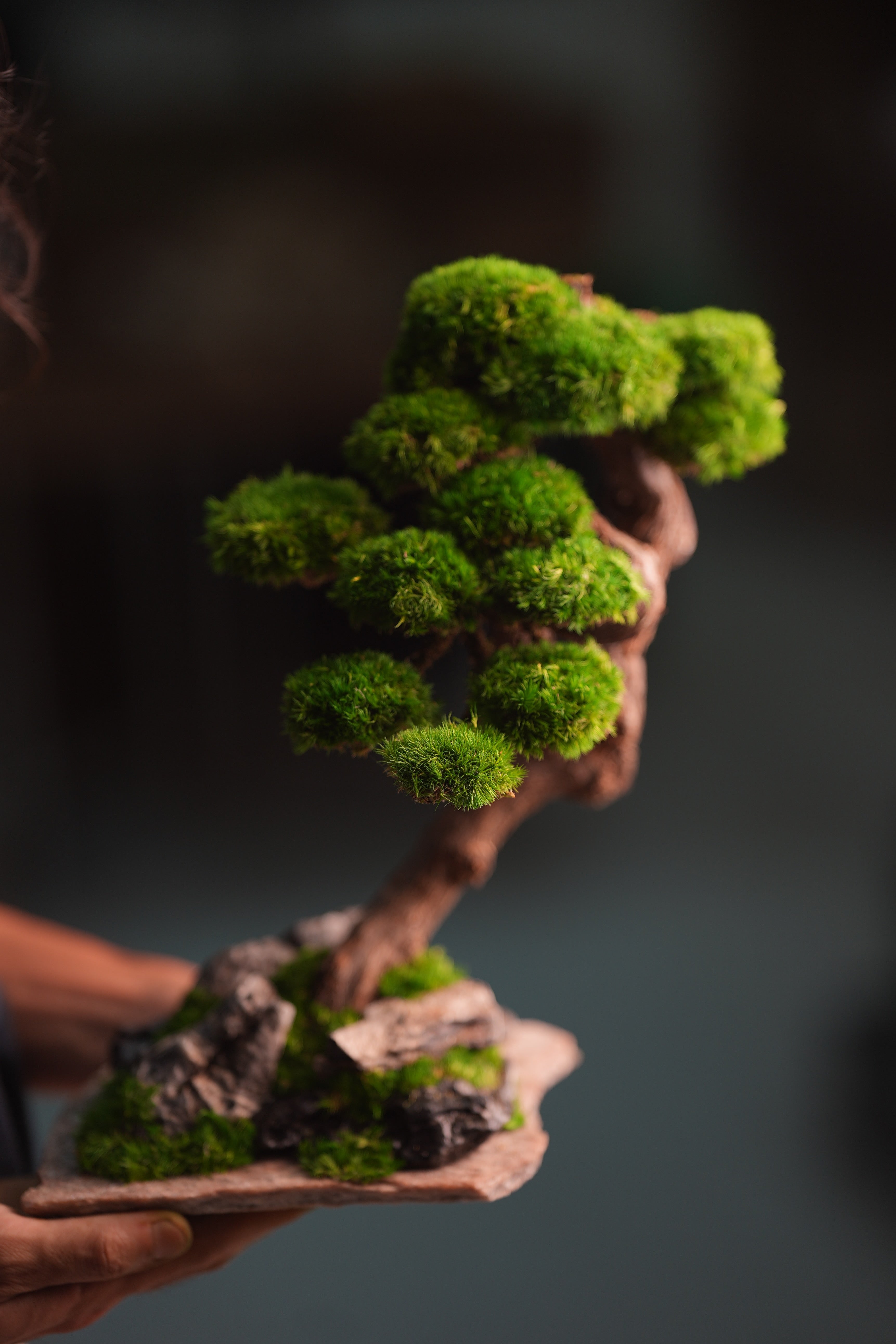 Lone Pine - Rosewood (Preserved Plants)