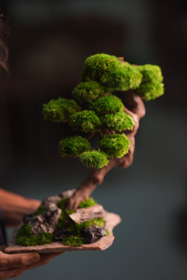 Lone Pine - Rosewood (Preserved Plants)