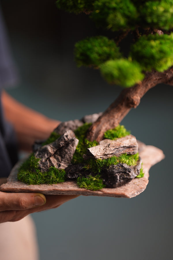 Lone Pine - Rosewood (Preserved Plants)