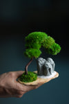 A Small Tree in the East - Classic - Trio of No Evil (Preserved Plants)