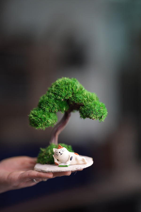 A Small Tree in the East - Morning in the Park (Preserved Plants)