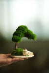 A Small Tree in the East - Morning in the Park (Preserved Plants)