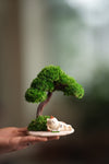 A Small Tree in the East - Morning in the Park (Preserved Plants)