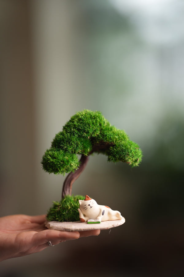 A Small Tree in the East - Morning in the Park (Preserved Plants)