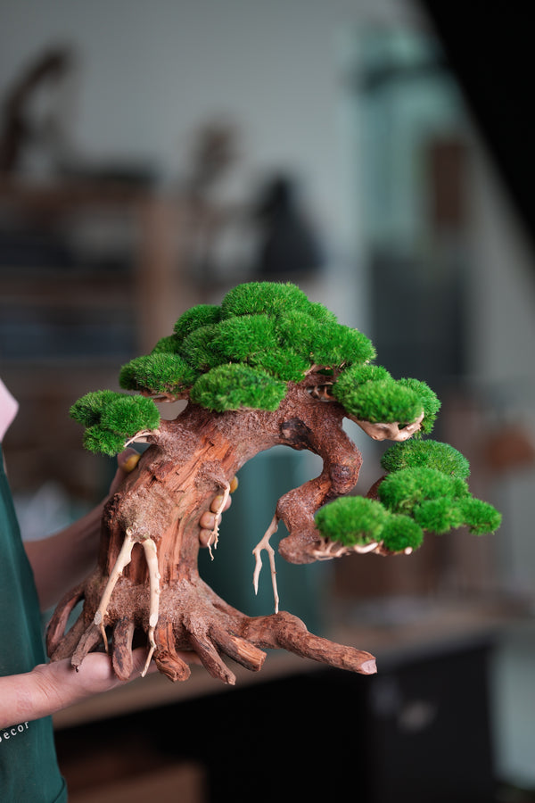 Old Guard - Classic edition (Preserved Plants)