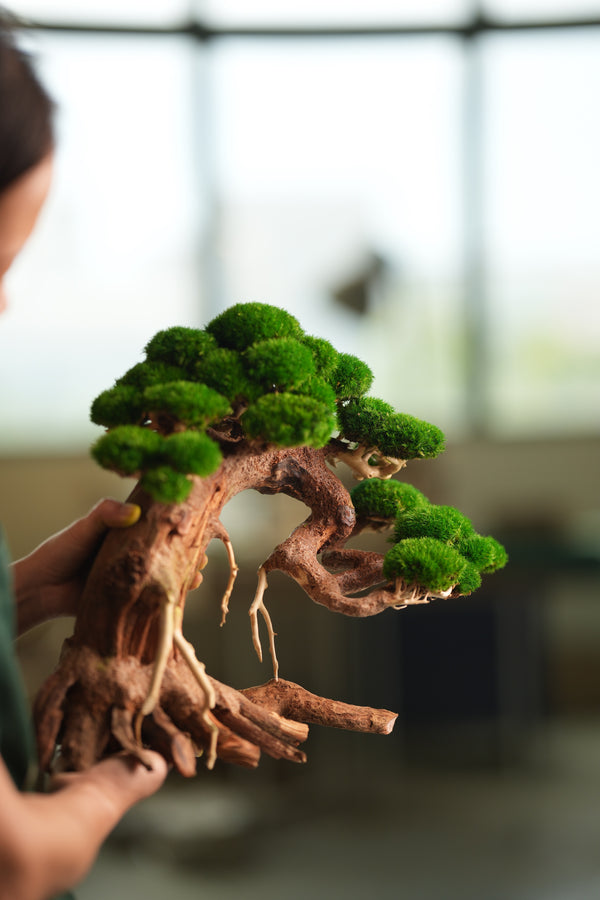 Old Guard - Classic edition (Preserved Plants)