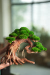 Old Guard - Classic edition (Preserved Plants)