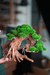 Old Guard - Classic edition (Preserved Plants)