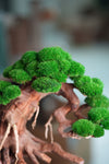 Old Guard - Classic edition (Preserved Plants)