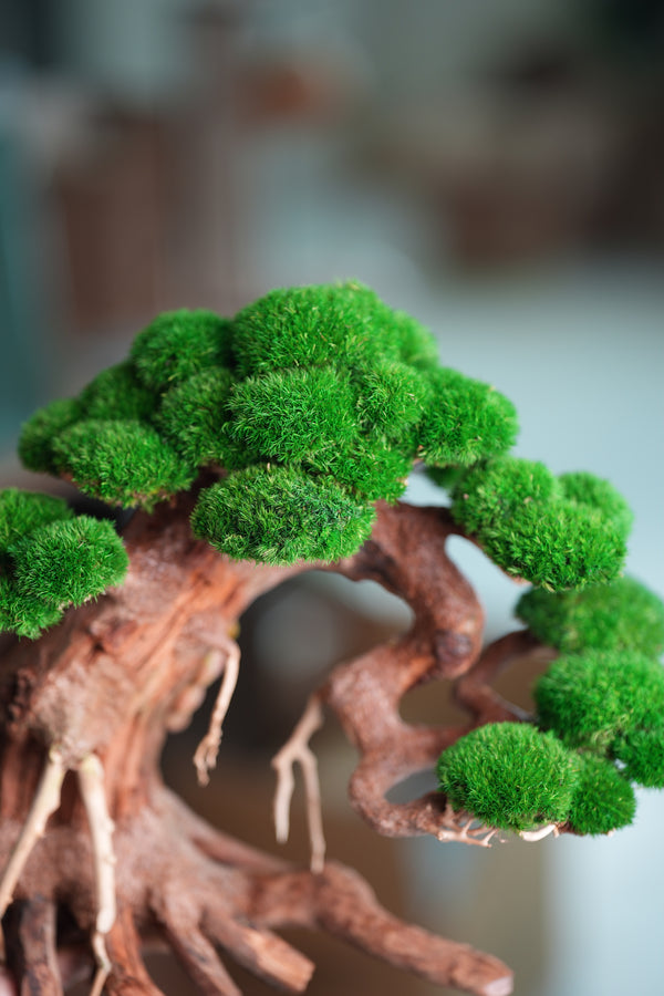 Old Guard - Classic edition (Preserved Plants)