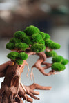 Old Guard - Classic edition (Preserved Plants)