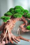 Old Guard - Classic edition (Preserved Plants)