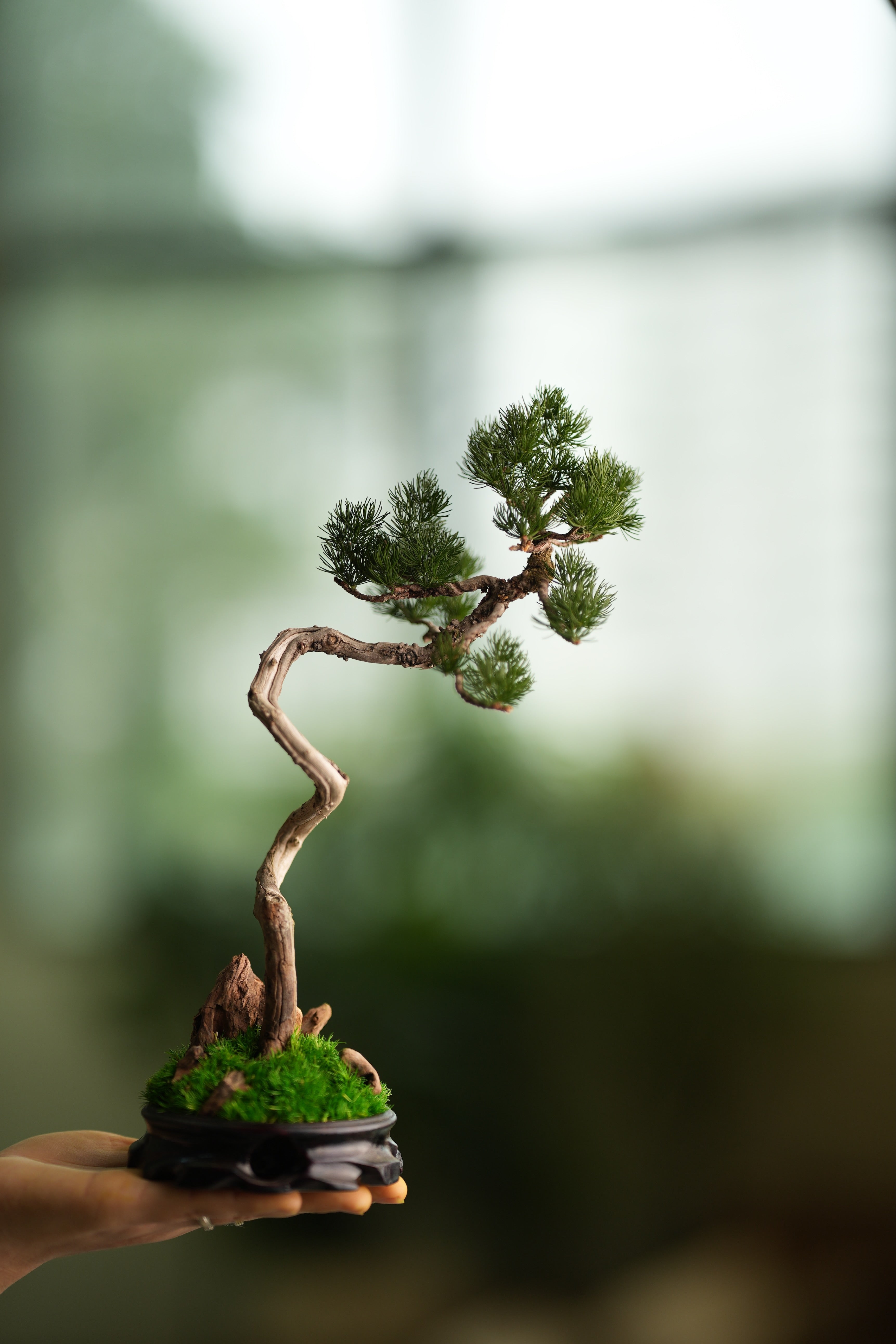 Poet of the Forest - Juniper of the Cultured Garden (Preserved Plants)