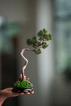 Poet of the Forest - Juniper of the Cultured Garden (Preserved Plants)